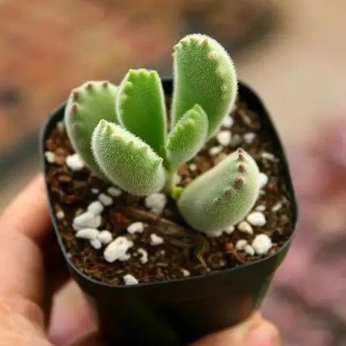 夏天来了 很多人的 熊童子 状态不好 怎么才能保持可爱 知乎