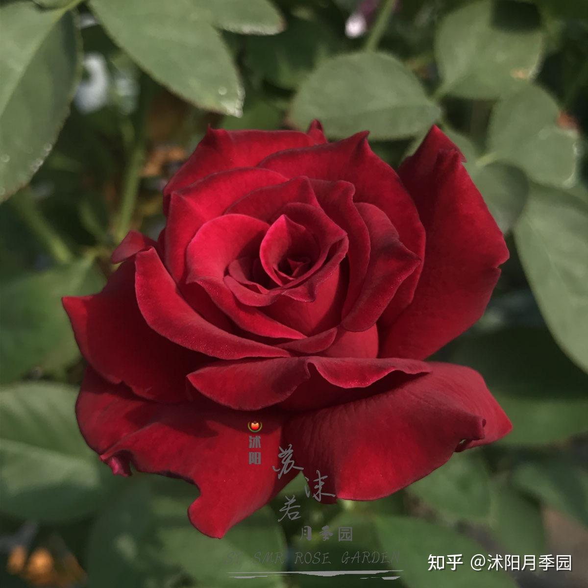 苏沫若精品月季红丘天家胭脂