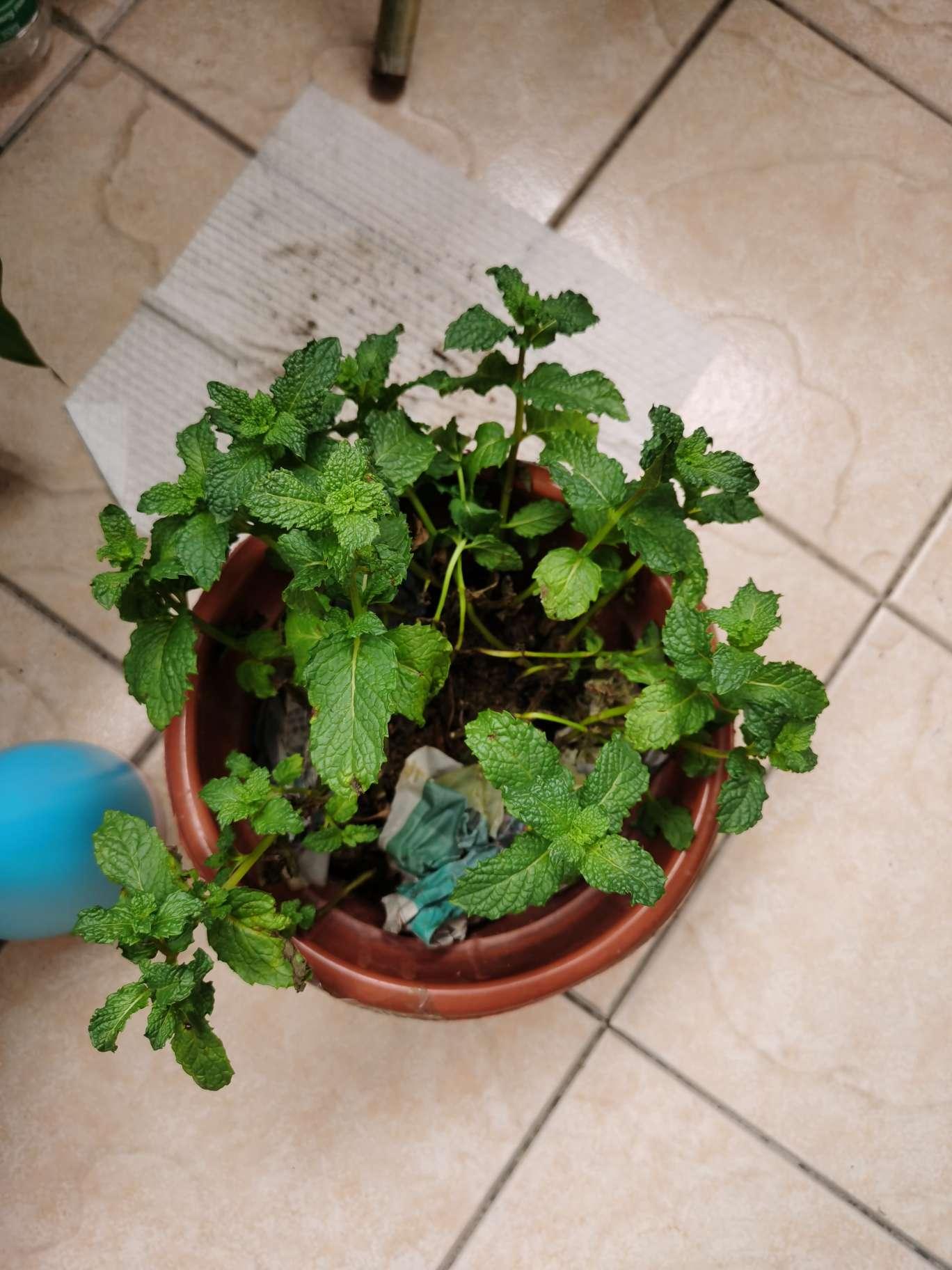 香花菜晒死了还能救回来吗