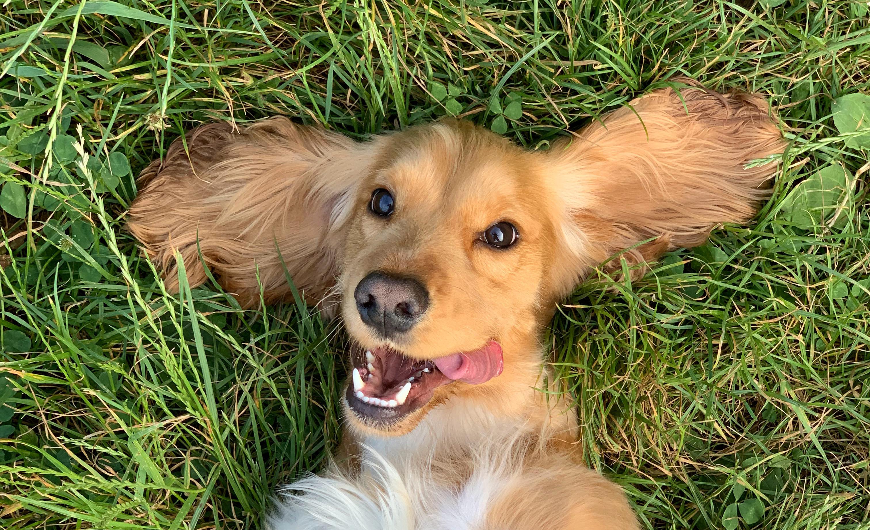 (先码)来咯!宠物大师猫狗科普站-第一期