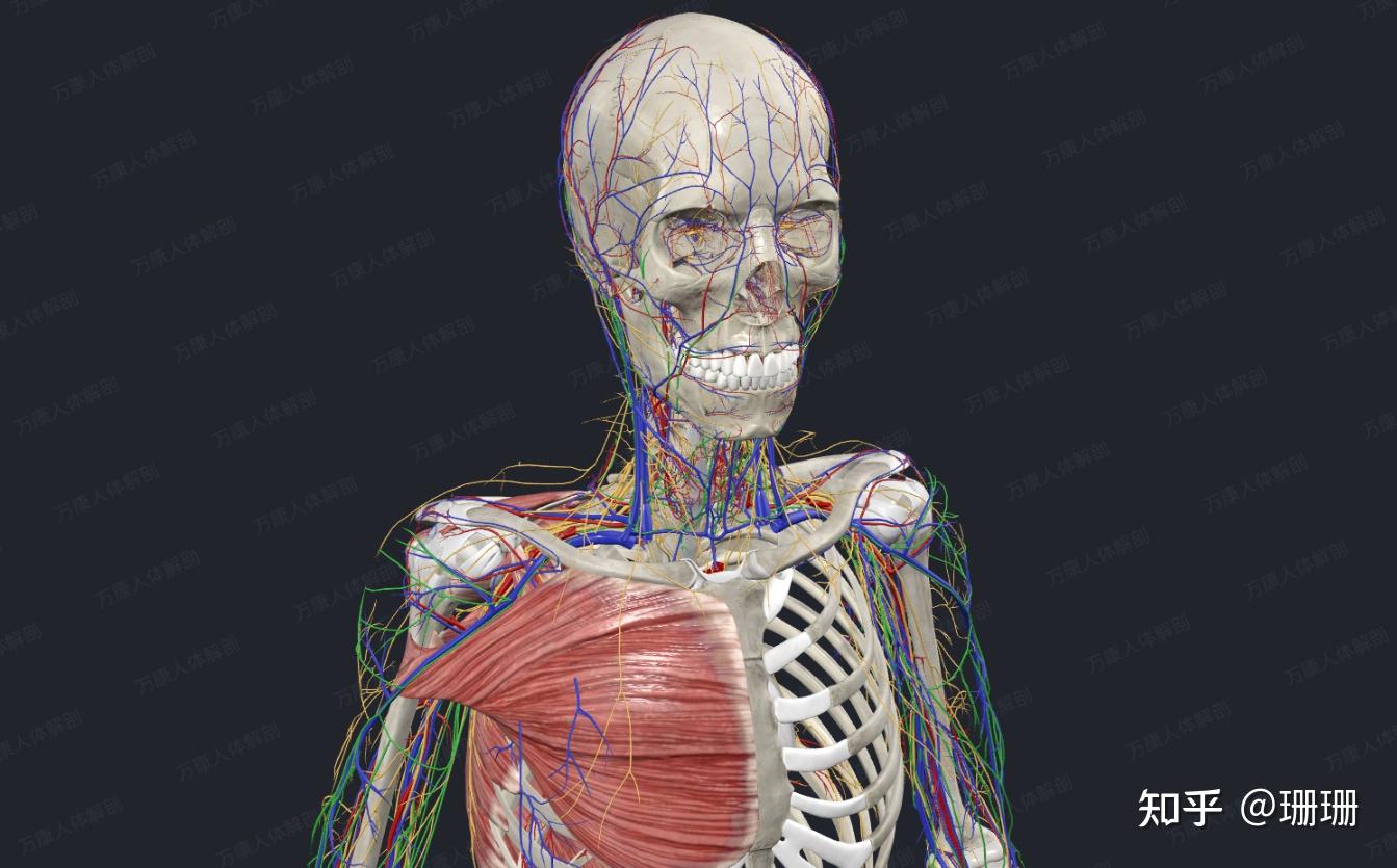 求一个3d解剖学软件? - 知乎