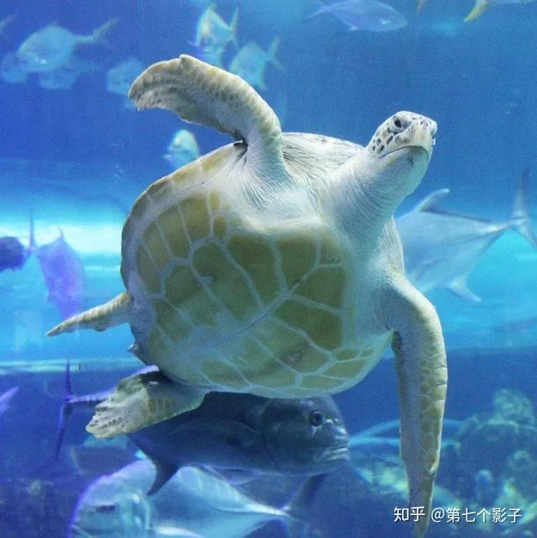 大鳄龟,杀伤力爆表的终结者 - 知乎