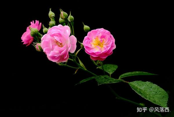 描写夏天蔷薇花的诗 蔷薇花开的唯美句子 描写蔷薇的诗句