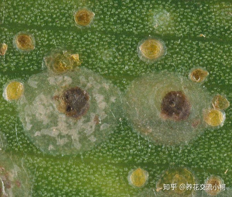 一,感染虫害后的症状植物感染蚧壳虫后,一开始是很