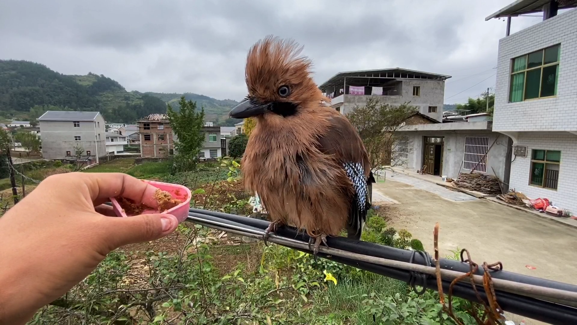 松鸦的独有表情萌到让鸟类嫉妒