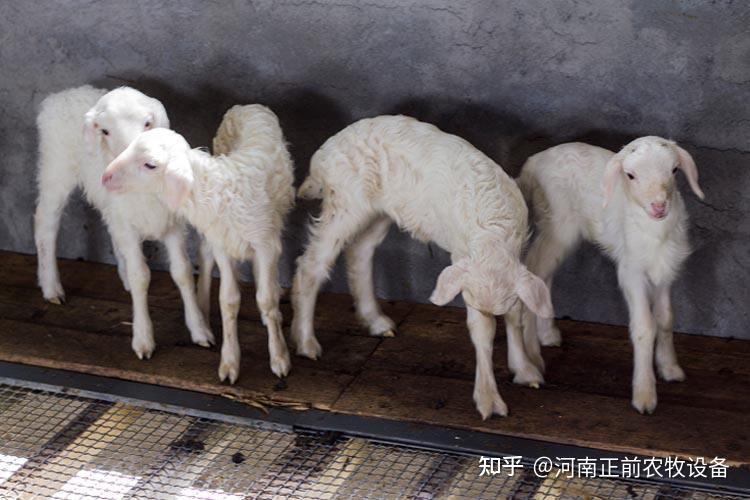 如何提高羔羊成活率?这篇文告诉你 - 知乎