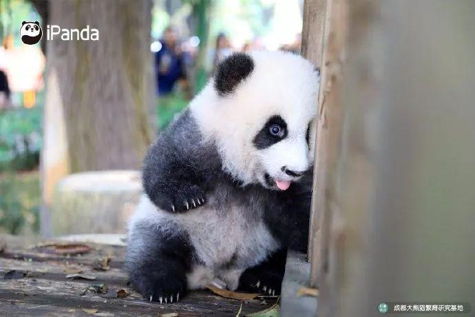 人城境业,十张新名片指向未来——东安湖体育公园,天府奥体公园的建成