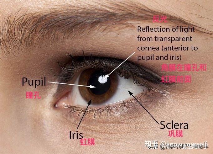 眼睛解剖及常見疾病 - 知乎