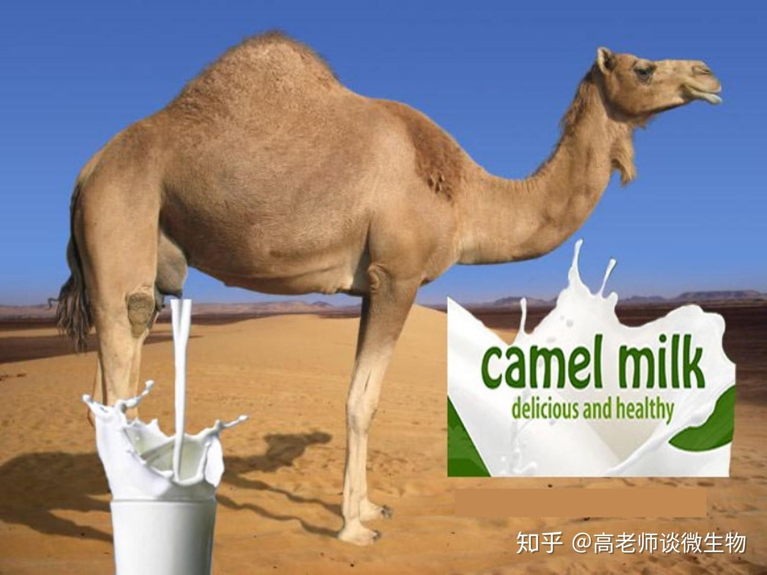 骆驼奶奶粉功效神奇那些因素是保证