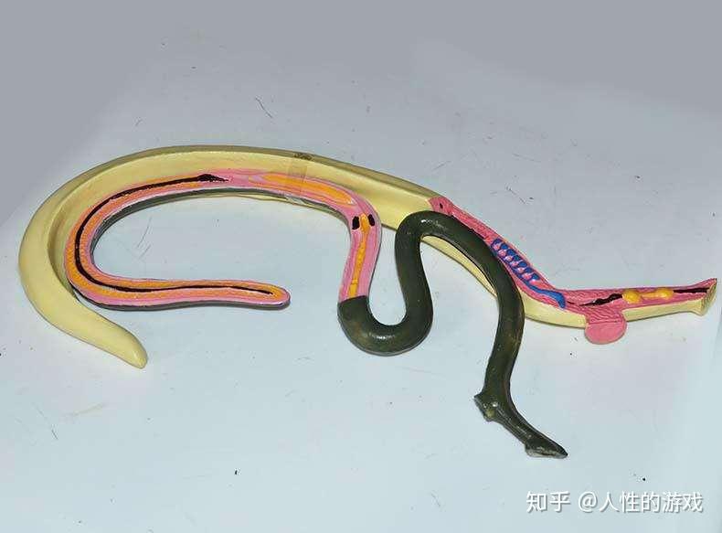 雌雄异体的血吸虫,呈合抱状态寄生于哺乳动物的静脉血管中.