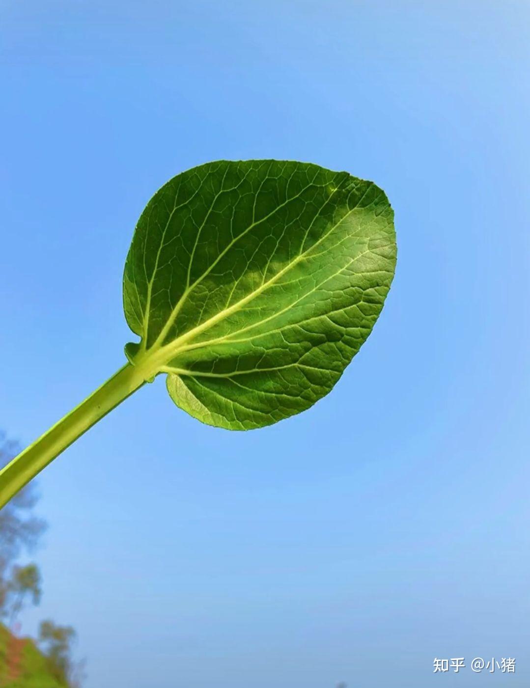 春光明媚,万物可爱,热爱生活,万物皆可期待