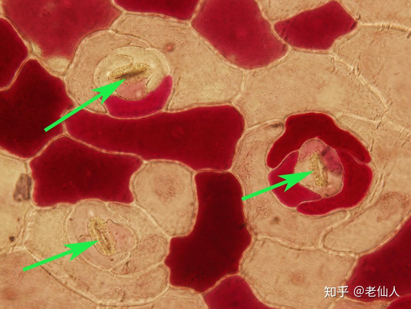 多肉叶片气孔欣赏