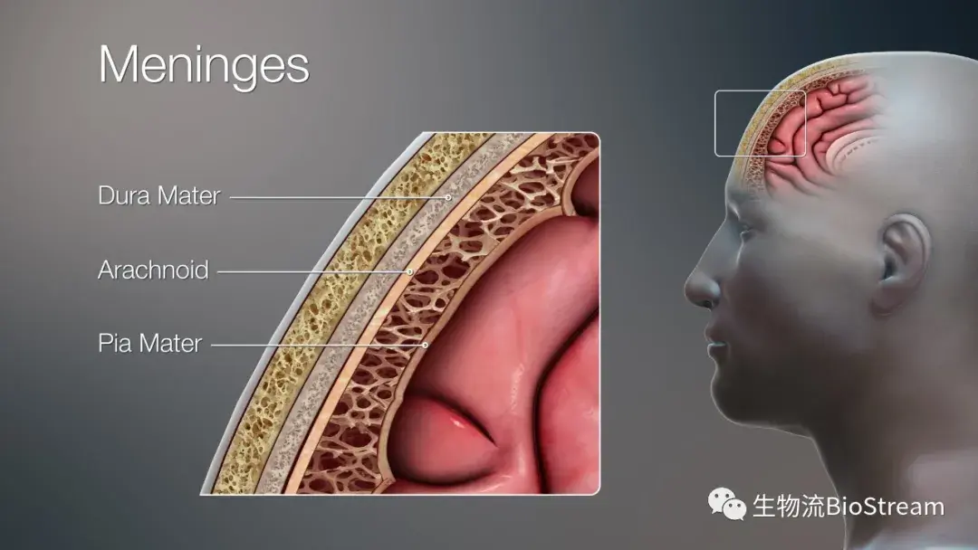 从外到内,脑膜大体分为硬脑膜(dura), 蛛网膜(arachnoid)和软脑膜(pia