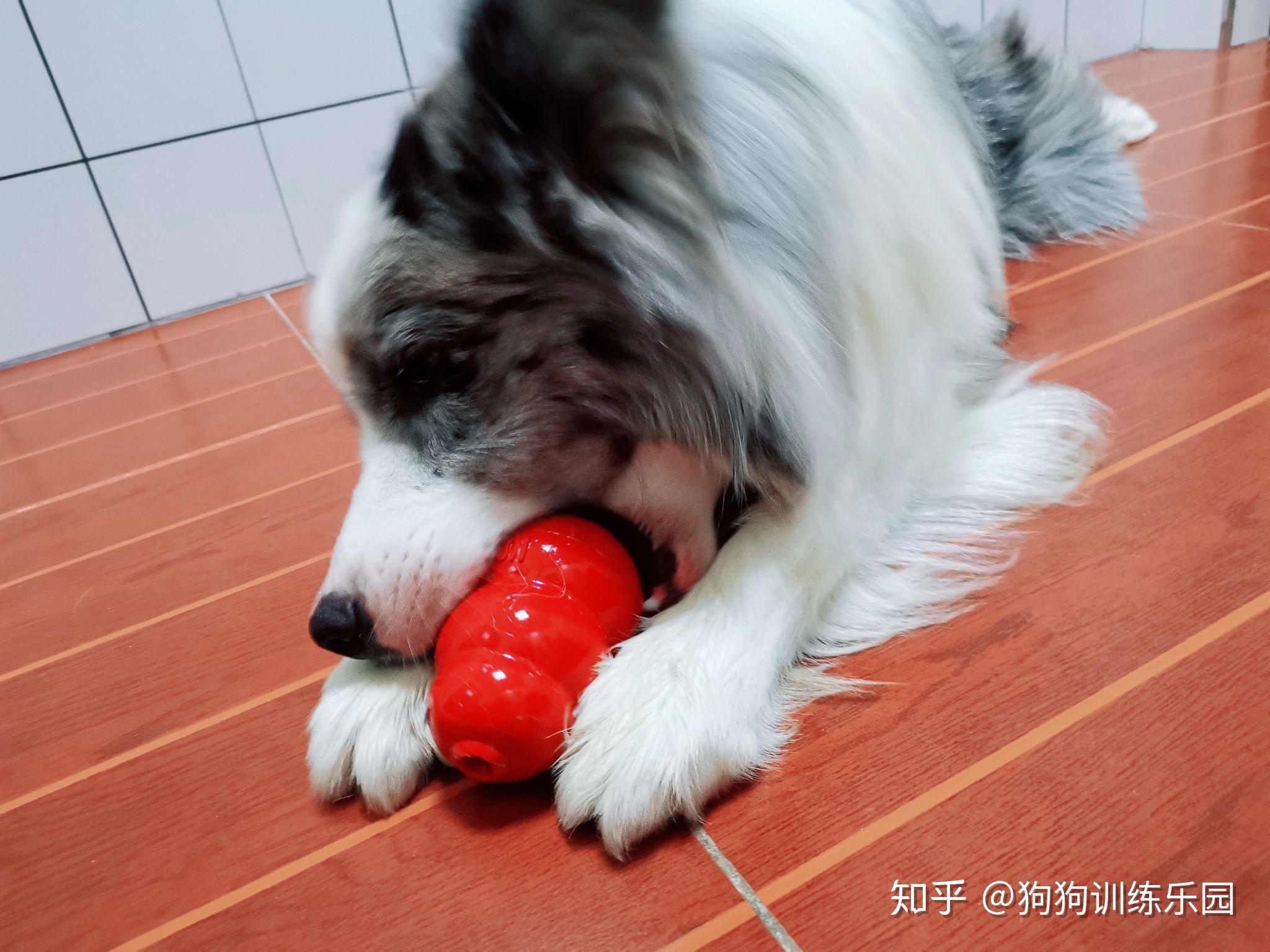 请给狗狗啃咬一个正确的引导 - 知乎