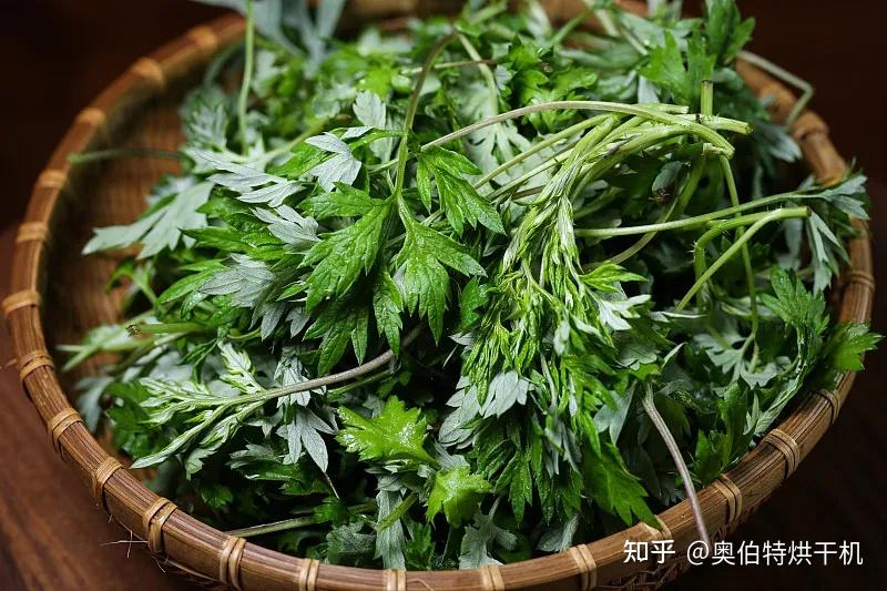 艾叶是怎样烘干的呢 - 知乎