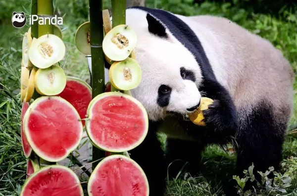 我想去看看熊猫在荷兰的5100万行宫,人不如熊系列!