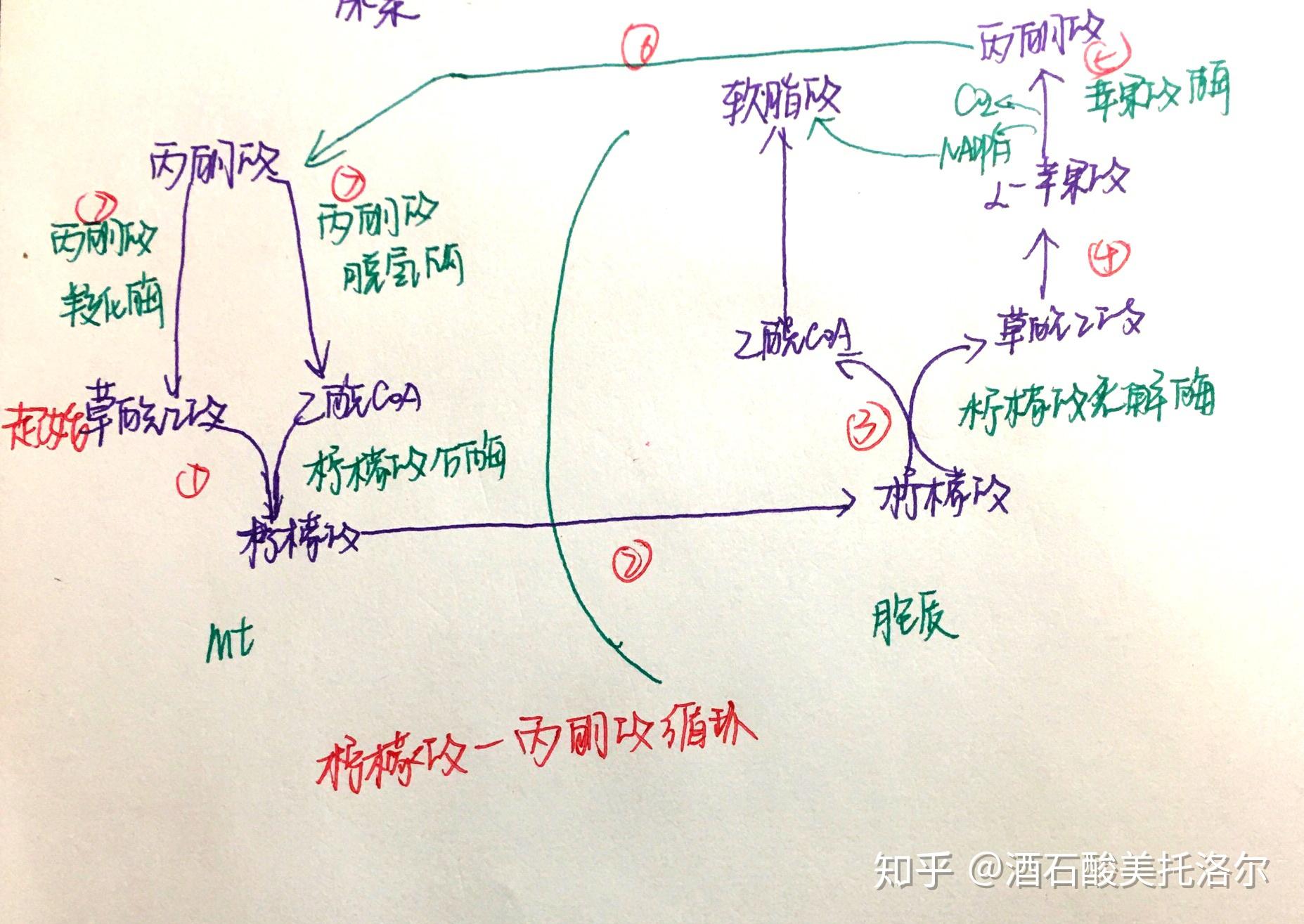 生物化学循环汇总 