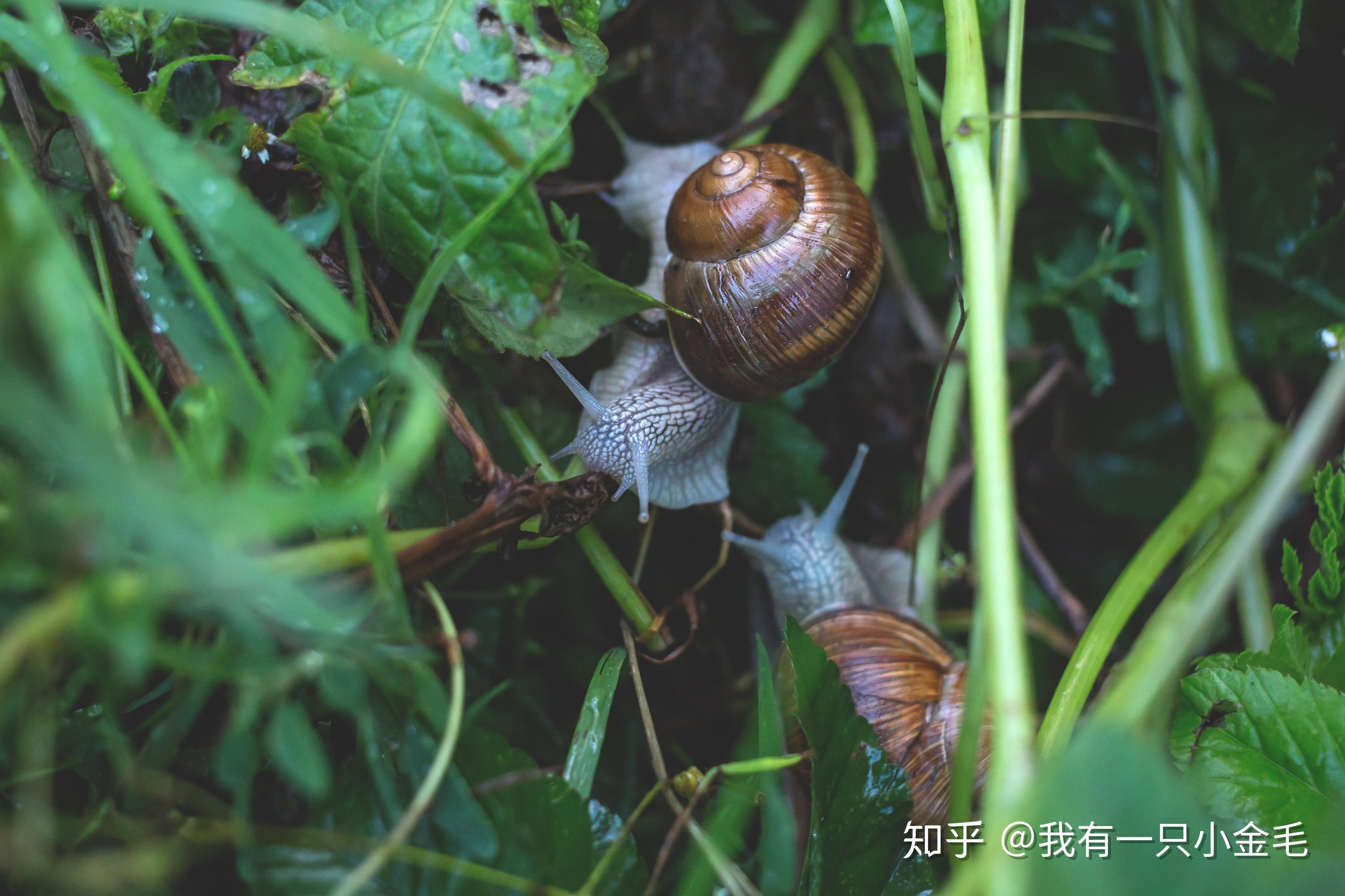 这小小的一只蜗牛却曾拯救切尔诺贝利事件受害者