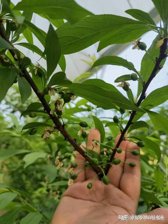 厚强李子苗基地李子树的控梢方法技术