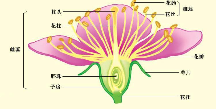 这里我们可以先了解一下花的基本结构:但自从人为因素成为了花朵进化