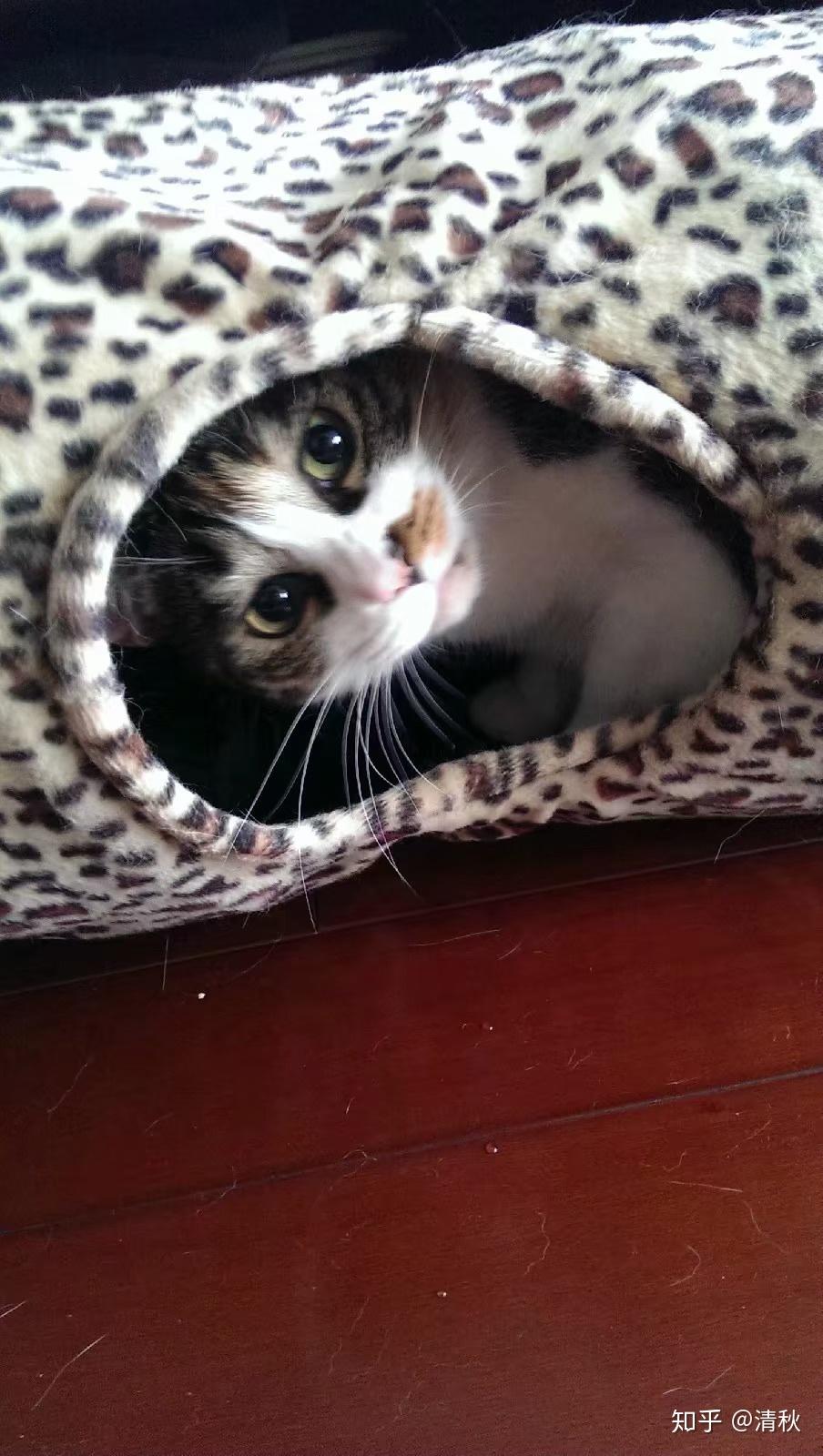 猫应激反应死亡率有多高?