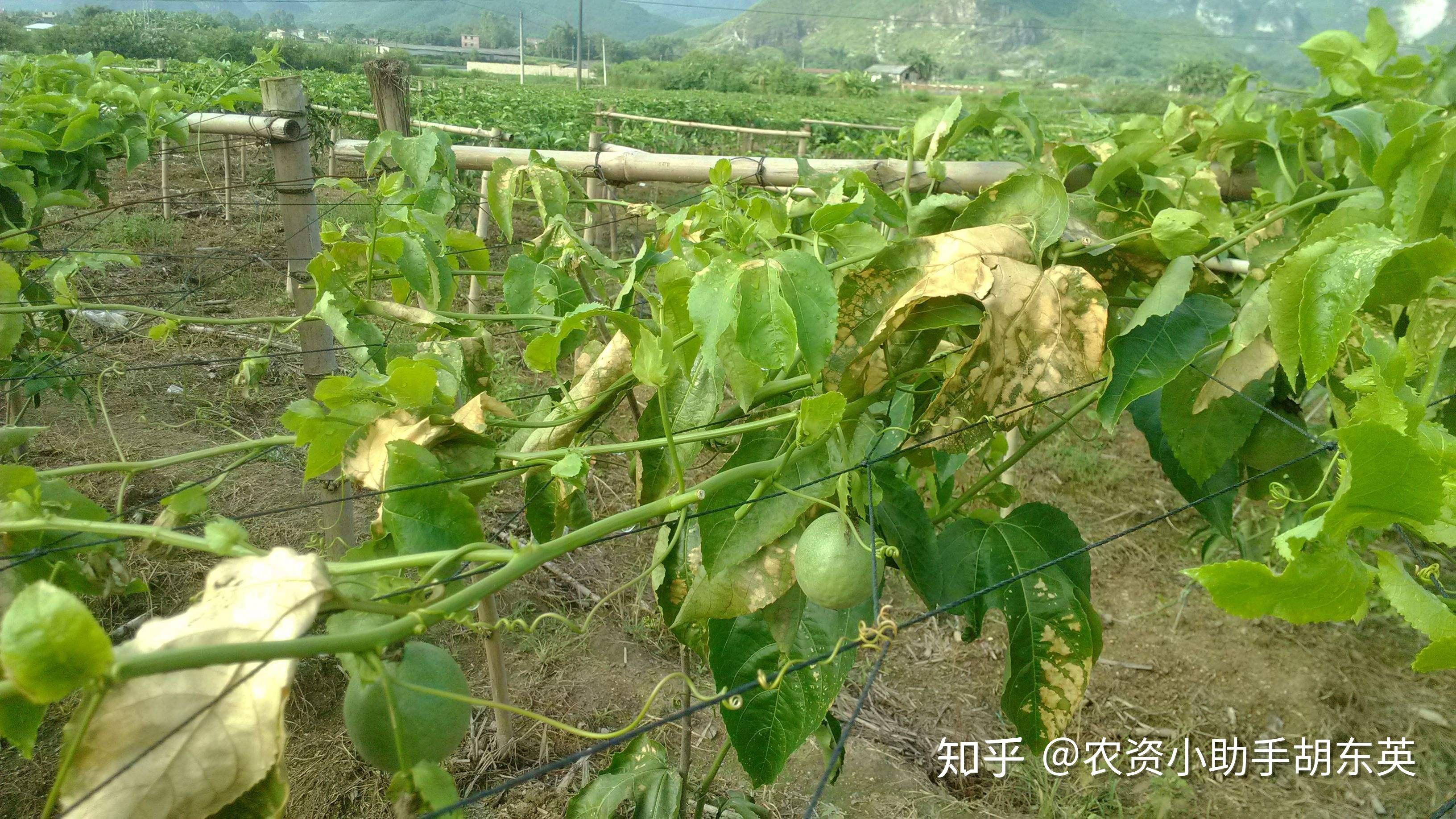 百香果重茬根腐用什麼預防果樹黃葉死苗爛根用什麼殺菌劑軟腐爛根用根