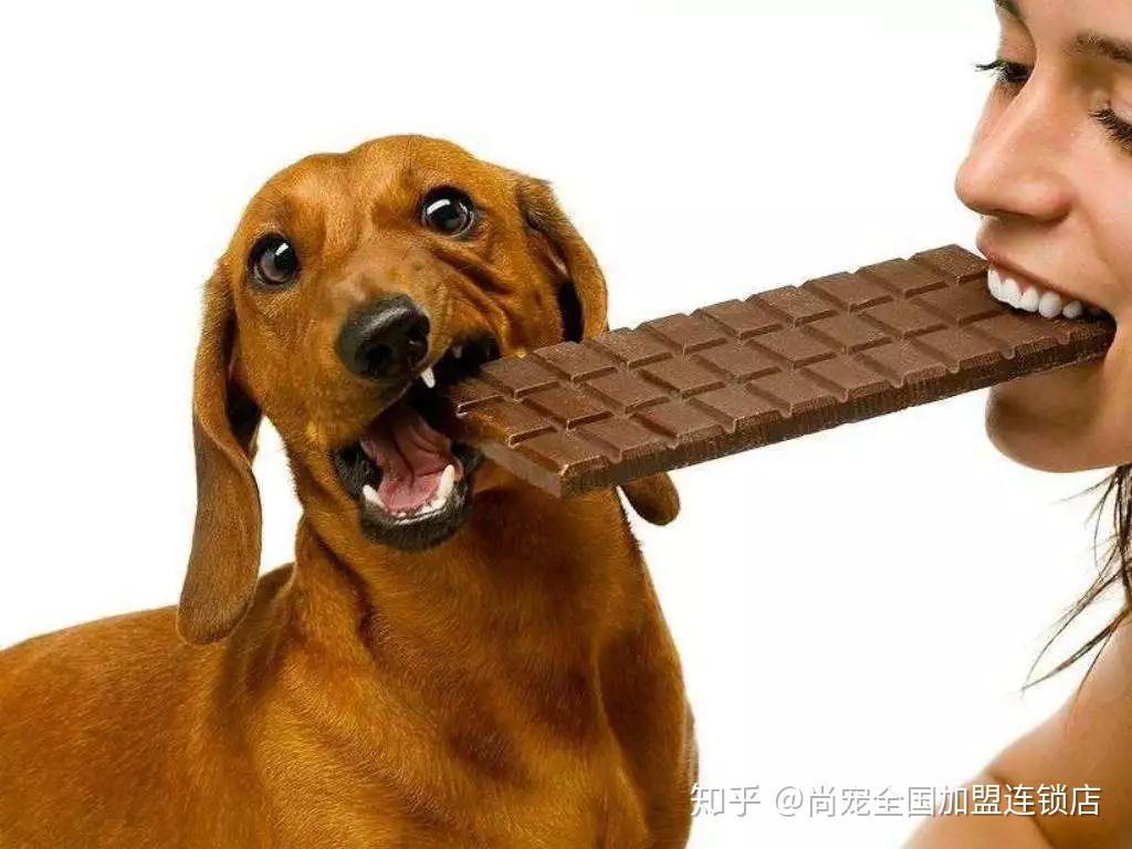 巧克力能喂给狗狗吃吗 可可粉狗能吃吗_华夏智能网