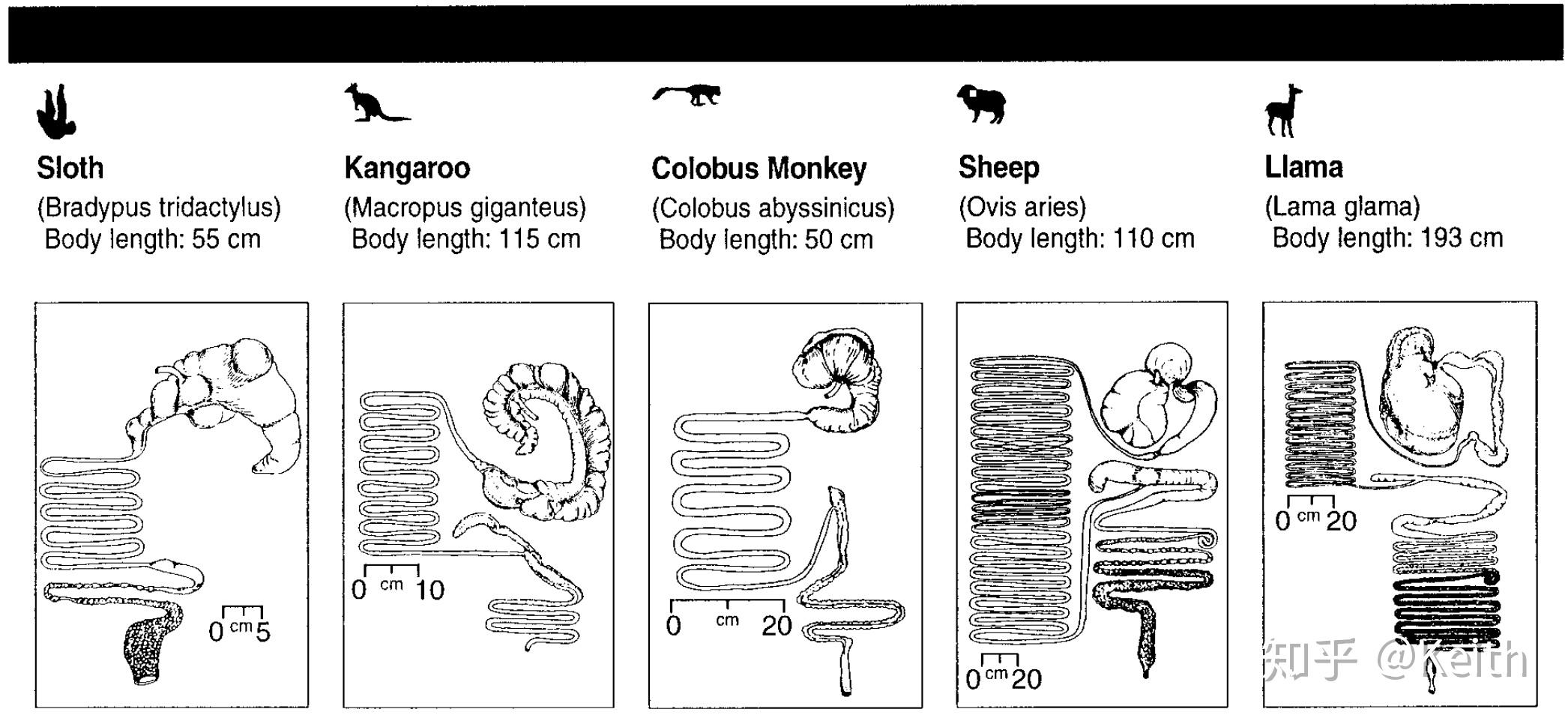 终极回答为什么食草动物不会营养不良为什么食草动物光