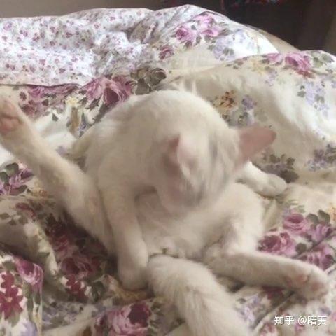 猫为什么特别喜欢躺腿上 v2-6da729a65ee2b7f6522f65fd0bad6673_r.jpg