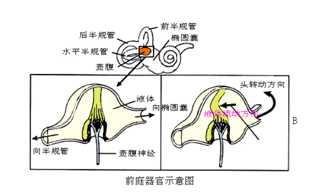 心理学基础知识之感觉 - 知乎
