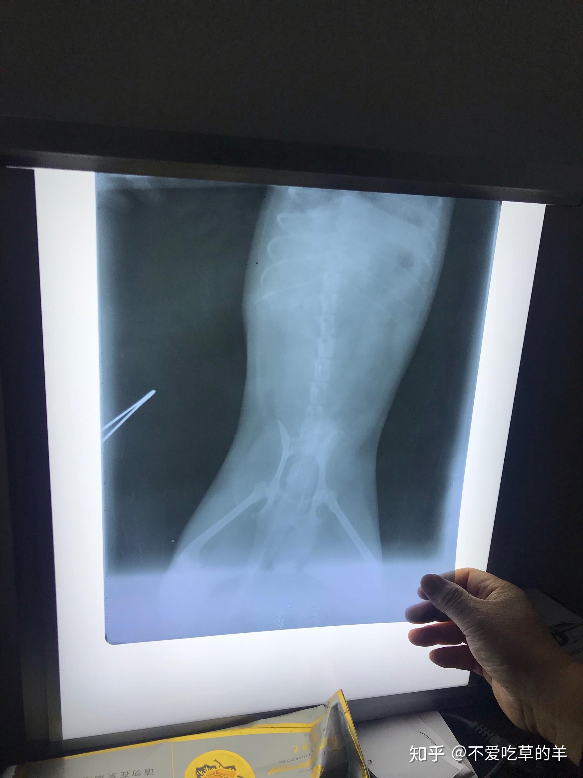 狗狗吃了老鼠药诱发胰腺炎命悬一线.