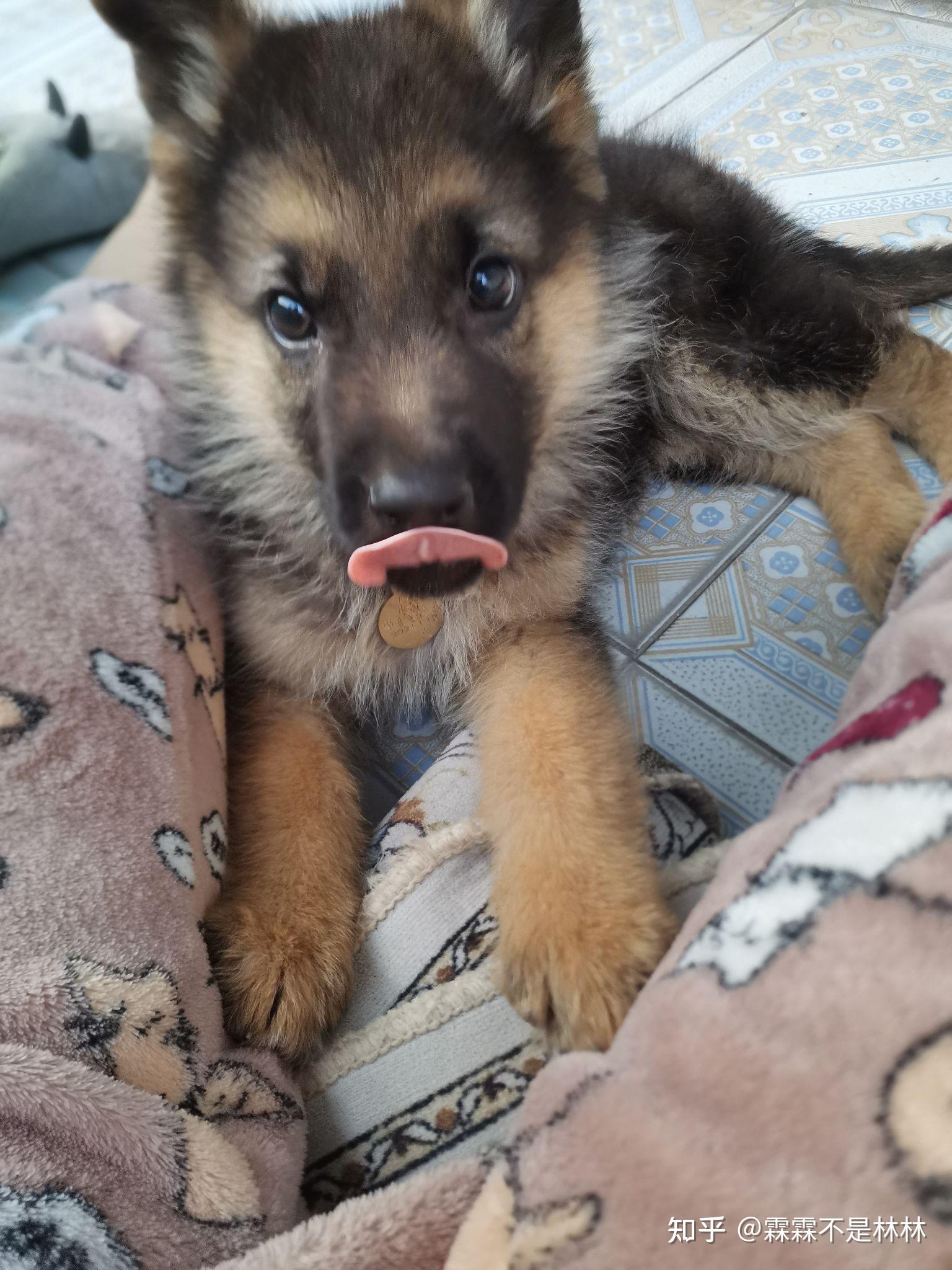 开个贴,记录我的狗二毛的成长