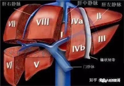 肝脏s8在哪里小崔哥为您讲解肝脏解剖位置