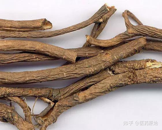 带你识别香加皮 - 知乎