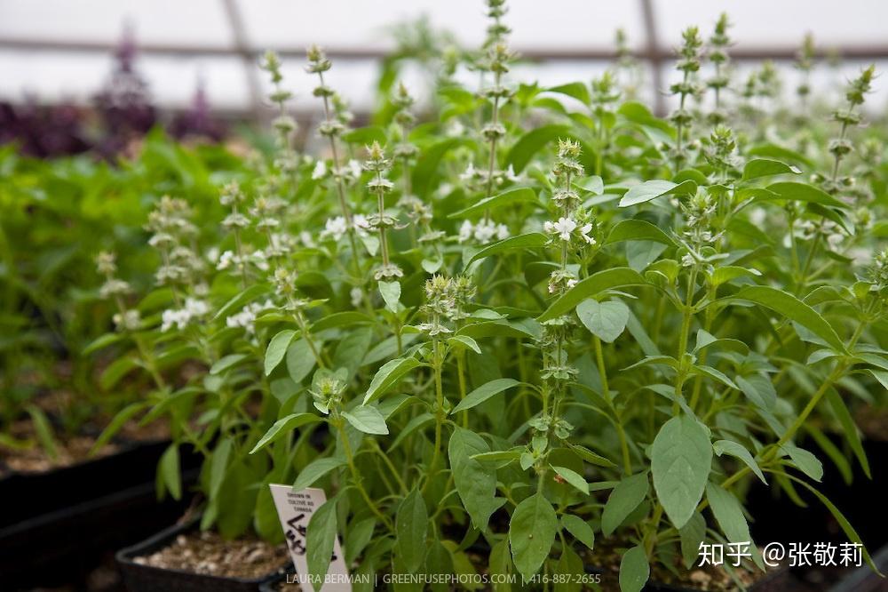 荆芥九层塔和罗勒这几个名称之间是什么关系