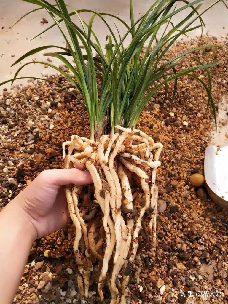 兰花用什么花盆栽植最好?高低深浅如何选? - 知乎