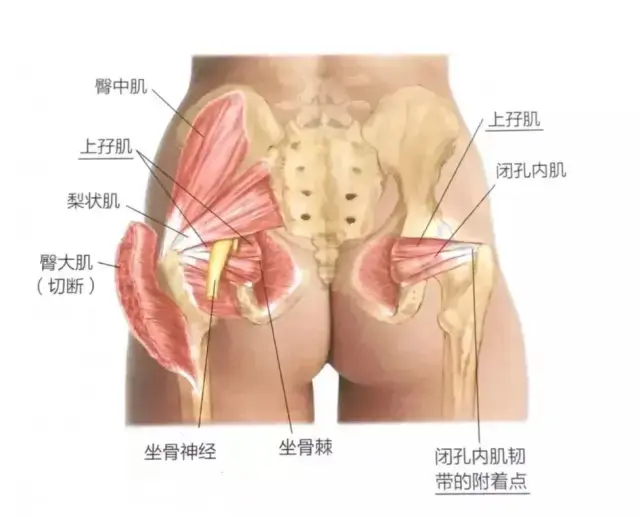 屁股的骨头叫什么骨头 v2-6dc5643ee8cd91930d3f9c1683bd9553_r.jpg