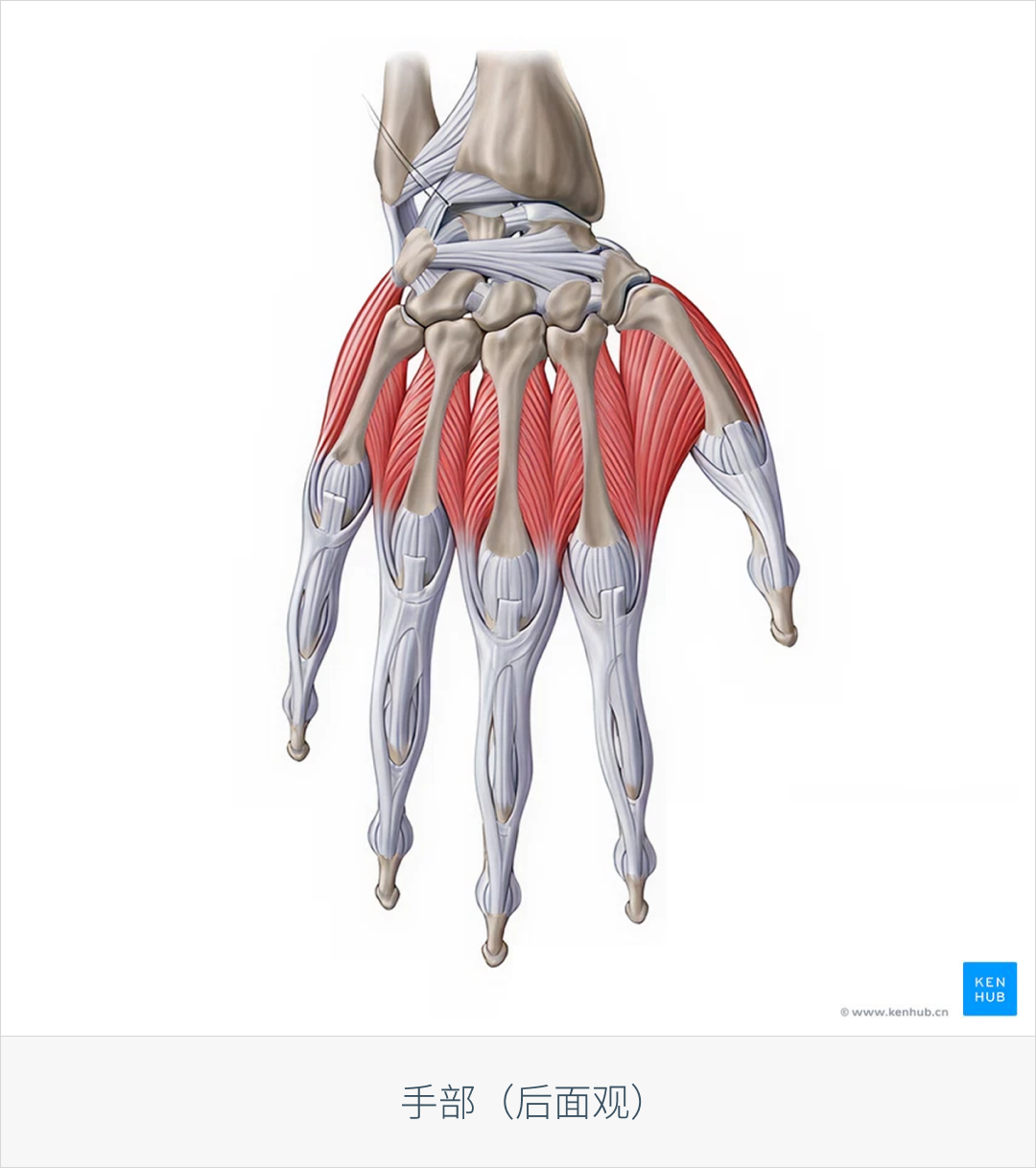 手部解剖:骨骼、肌肉、动脉与神经 - 知乎