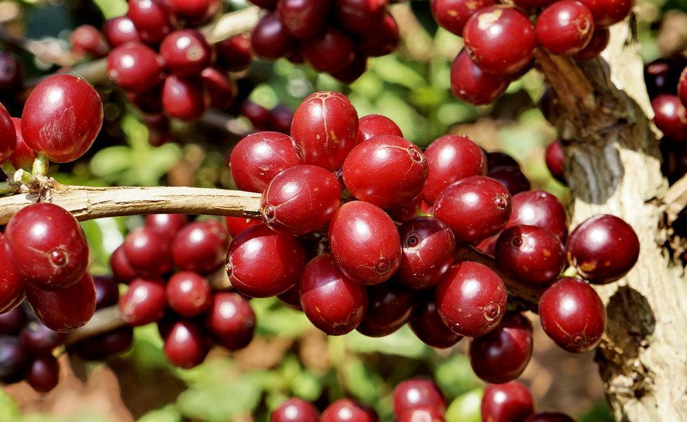 享受着阳光雨露的滋养,雨林植被为它遮阳庇寒,结出的红彤彤的咖啡果