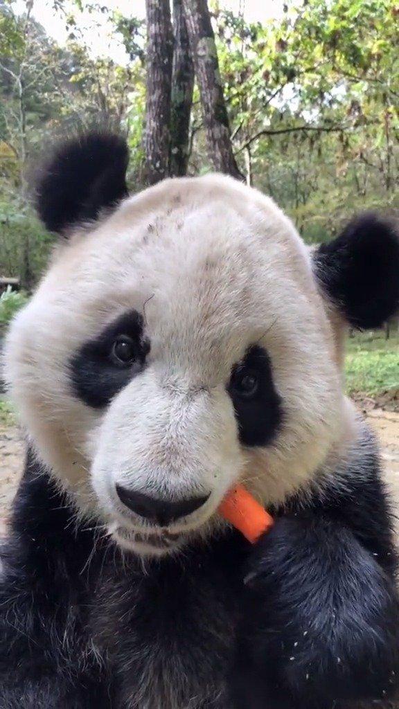 新品种土拨猫,从阿拉伯地区经一带一路传到内地的.后肢力量发