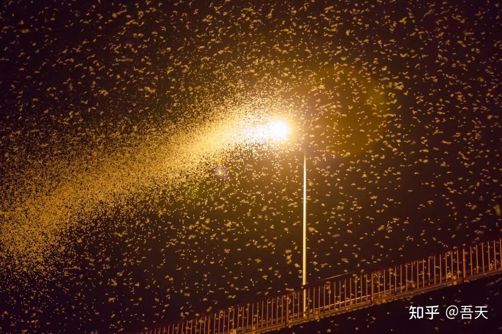 河南邓州惊现"六月飞雪",蜉蝣绵延300米,又要警惕极端天气?