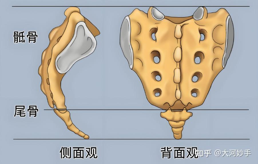 无尾如何胜有尾？古法八段锦锻炼尾闾的关窍，第二招别家真没有 - 知乎