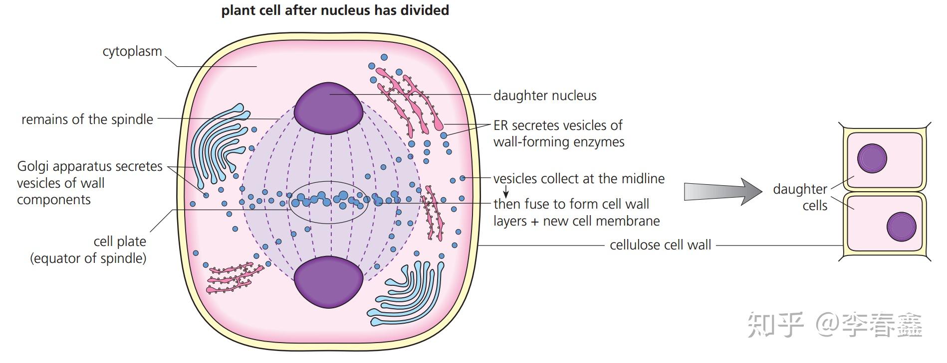 Topic 1.6 Cell Division 细胞分裂 - 知乎