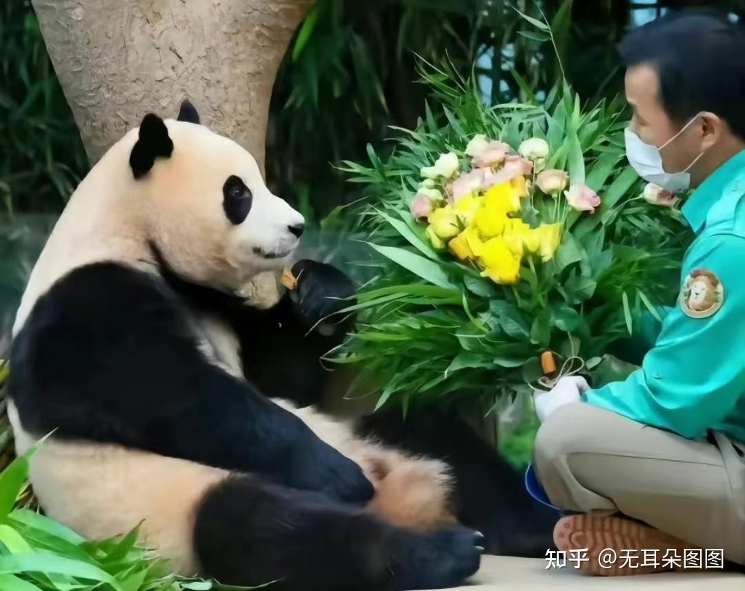 萌萌哒！韩国大熊猫“福宝”迎来欢乐生日周