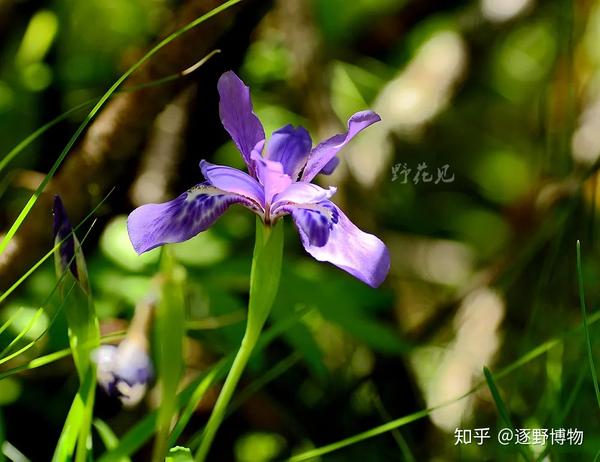 高山上的彩虹女神 鸢尾属iris 知乎