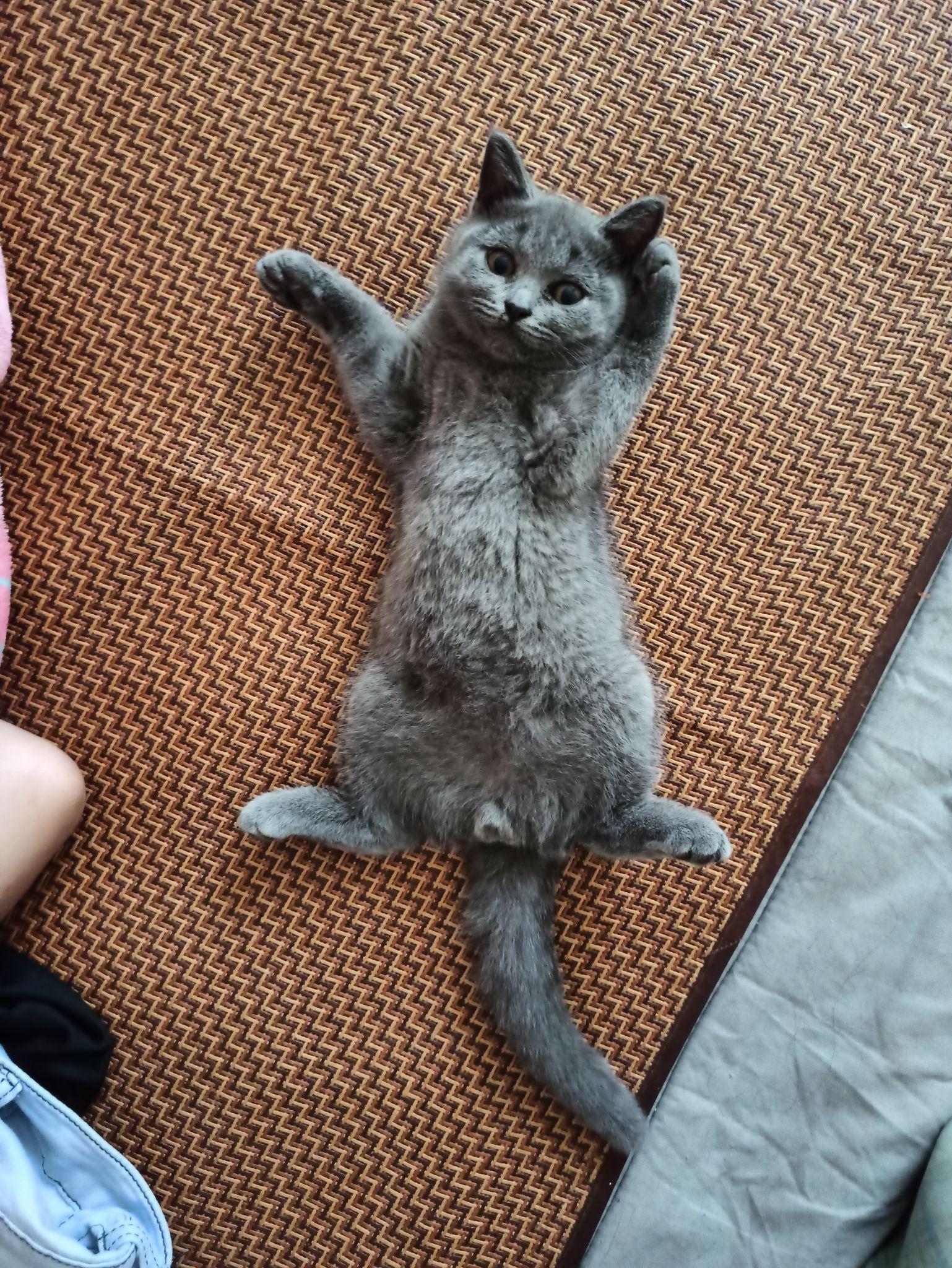 谁有五只猫咪点头的图片影视