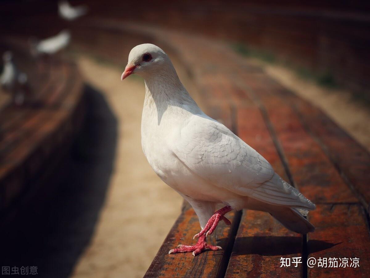 鸽子腿软站不稳怎么治