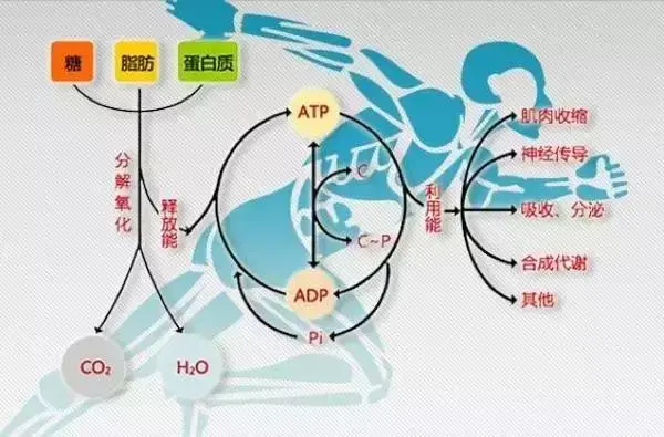 那么大家对"空腹有氧"这件事的态度,又是如何呢?