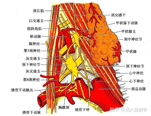 交感神经——颈 - 知乎