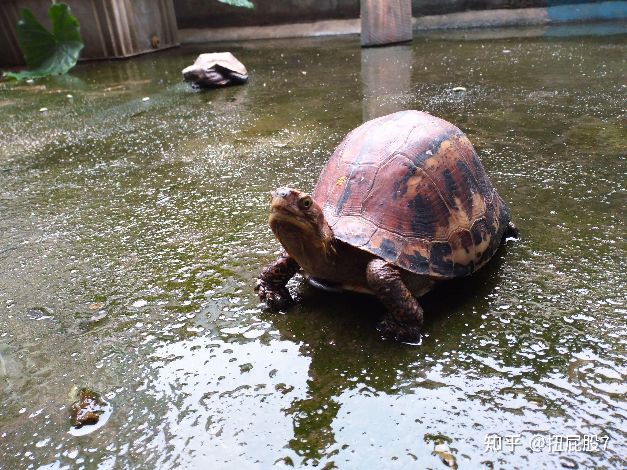 半水龟需要的湿度和湿润度 - 知乎